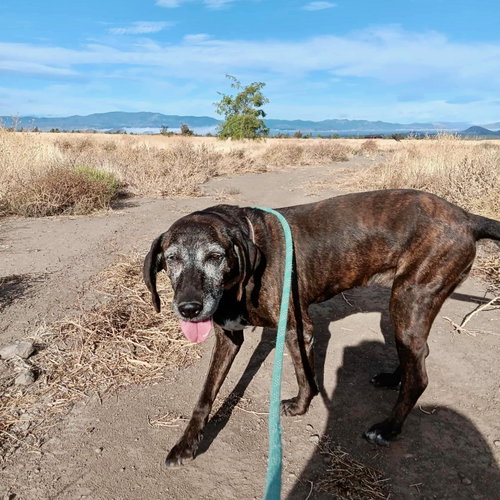 Sadie, photo 7