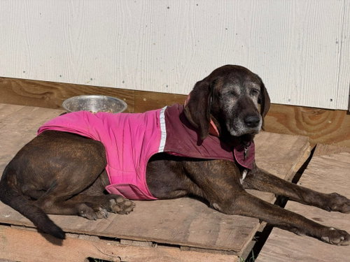 Sadie, photo 6