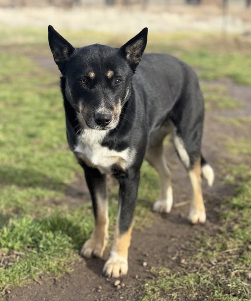 Cocoa, an adoptable Australian Shepherd in Yreka, CA