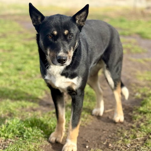 picture of the dog needing adoption