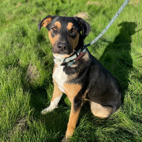 picture of the dog needing adoption