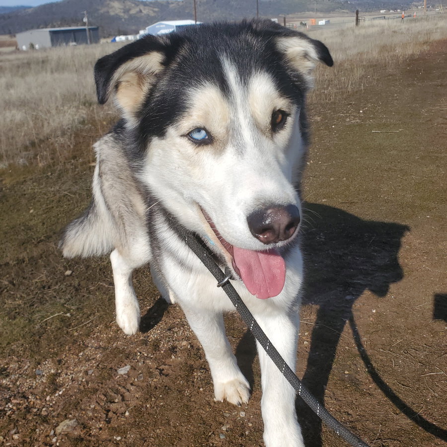 Koda