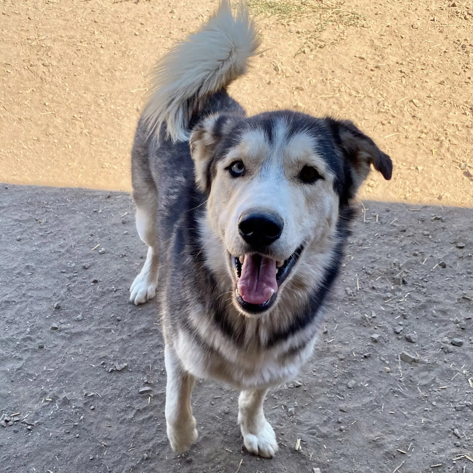 Koda - Alaskan Malamute