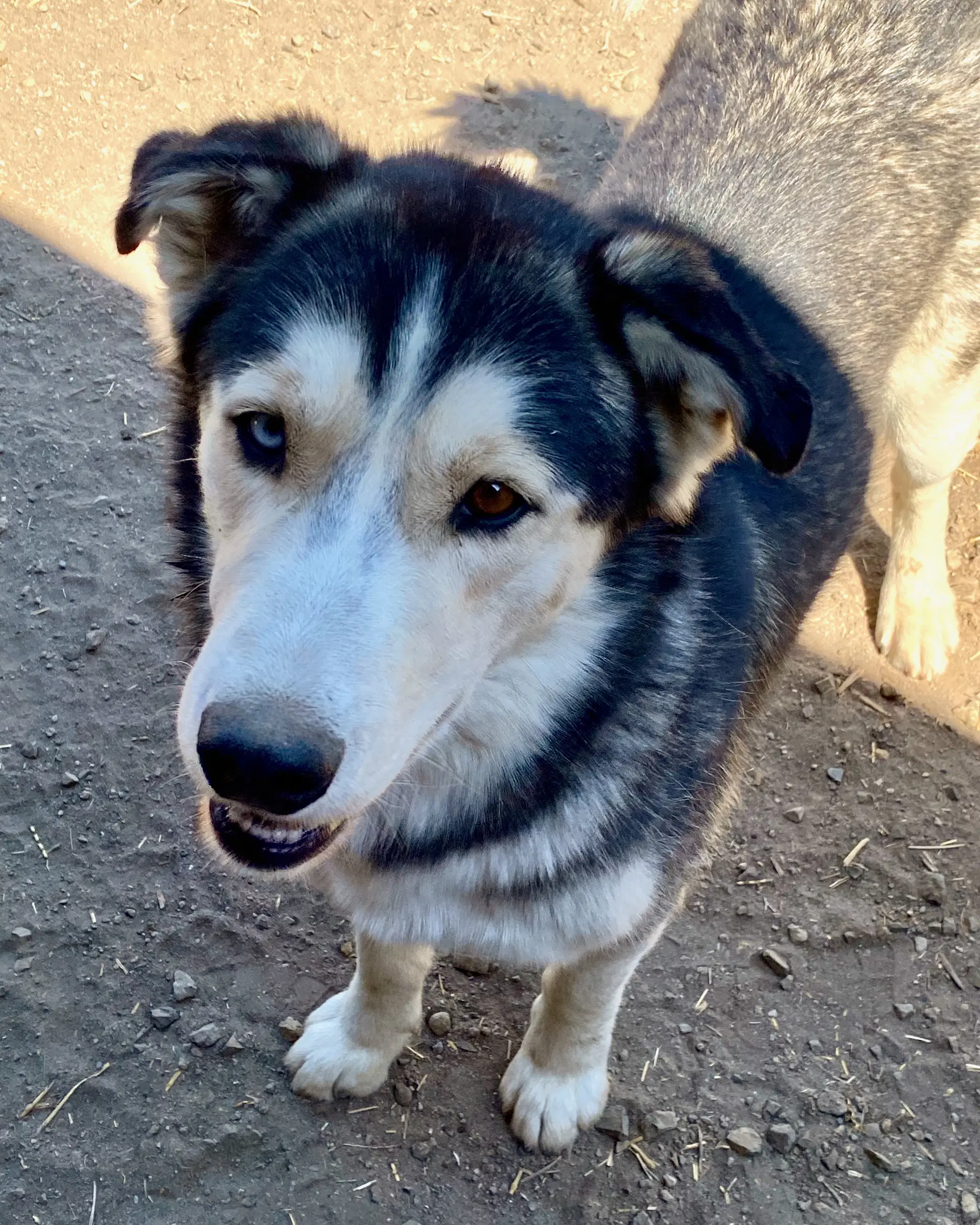 Koda image 2