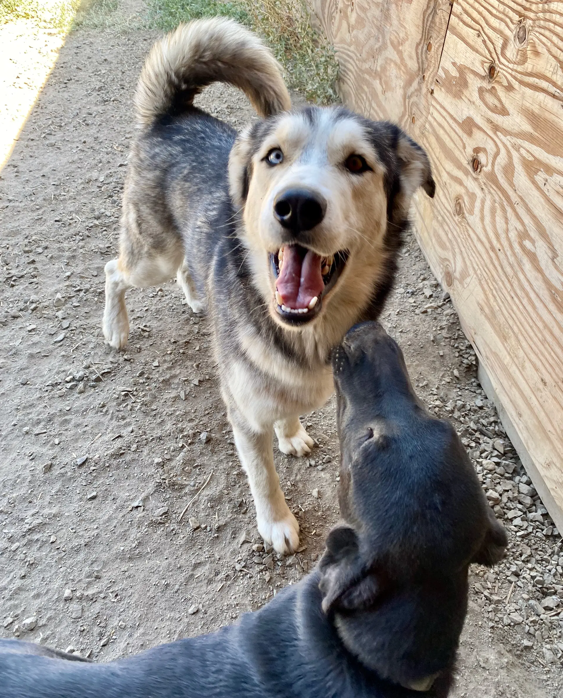 Koda image 3