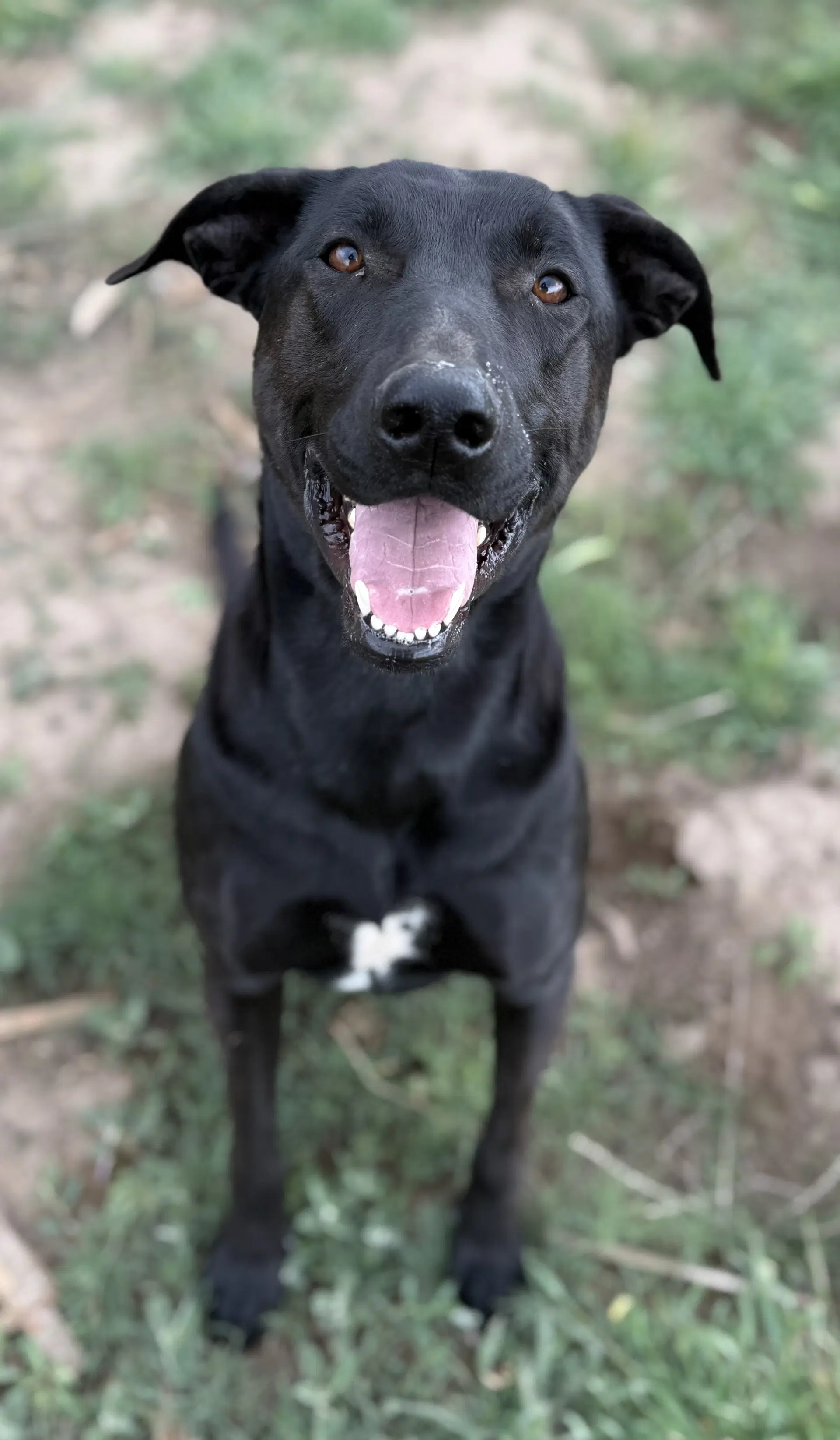 Boomer - Labrador Retriever