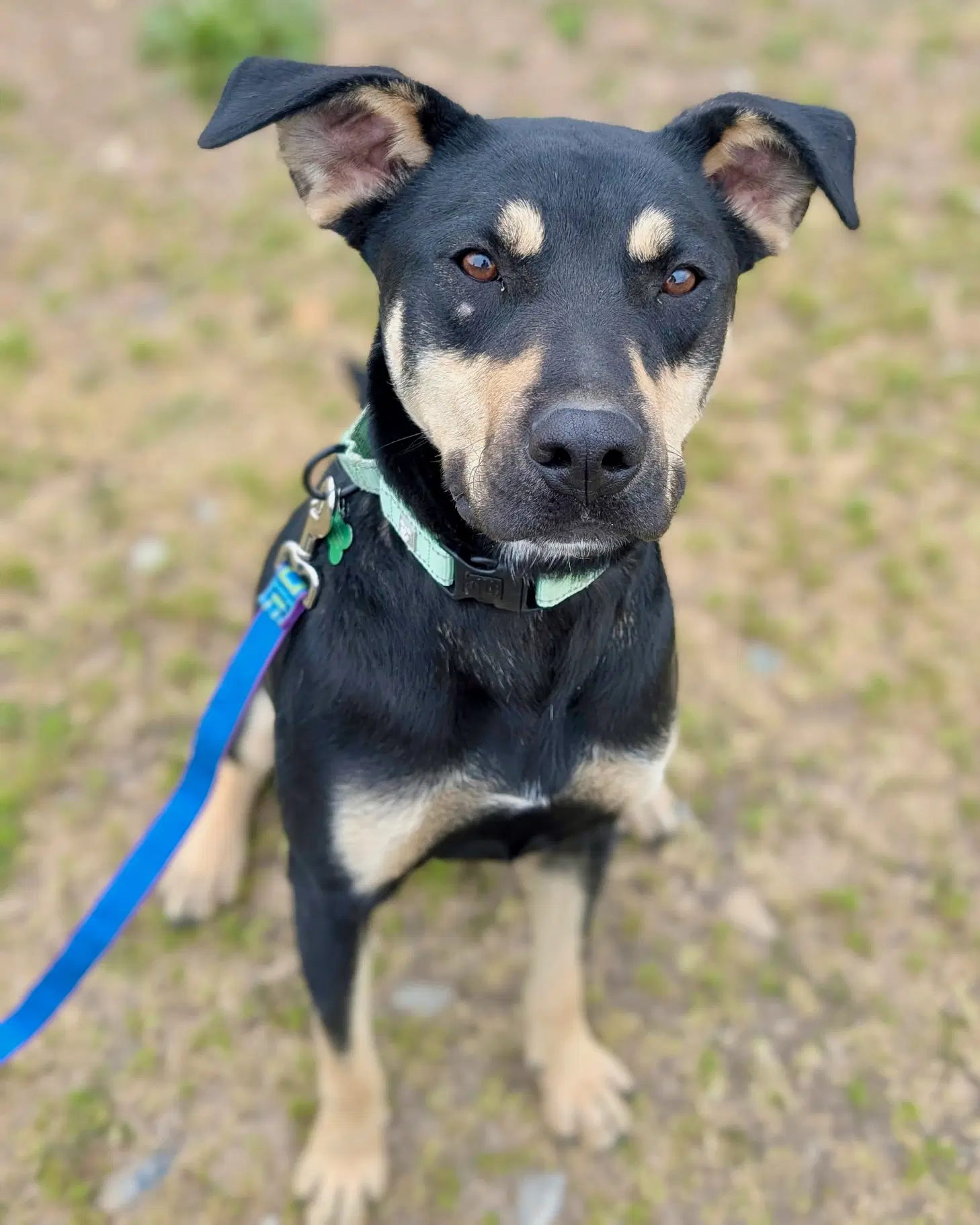 Barrett - Doberman Pinscher