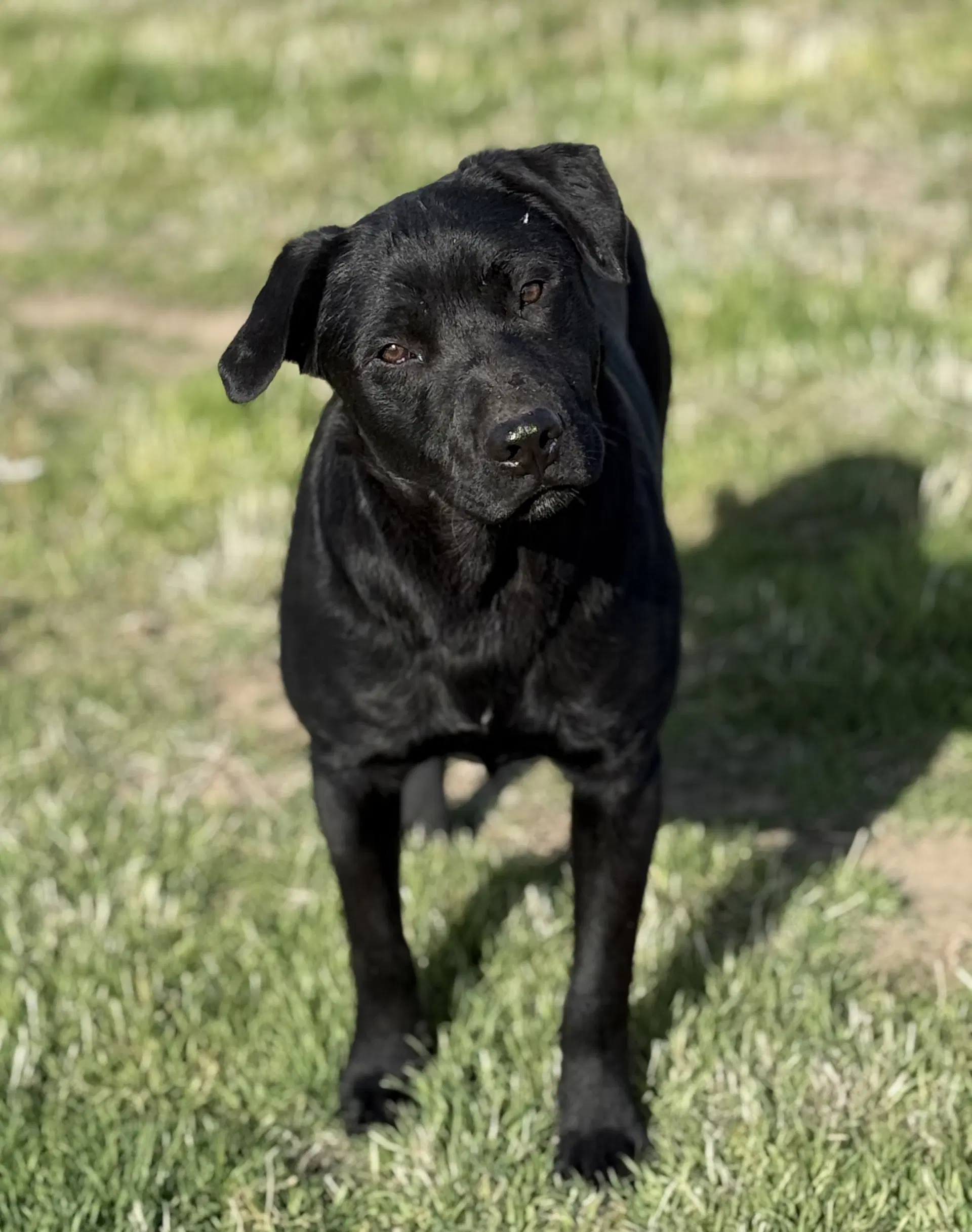 Shiloh image 2