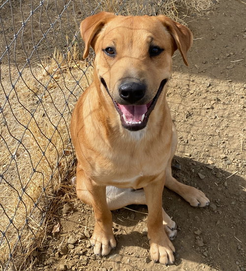 picture of the dog needing adoption