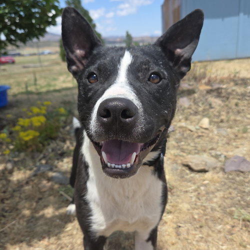 picture of the dog needing adoption