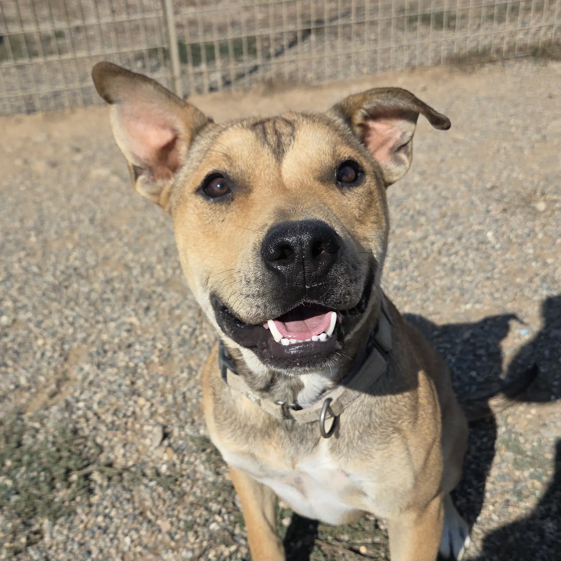 Penn - American Staffordshire Terrier