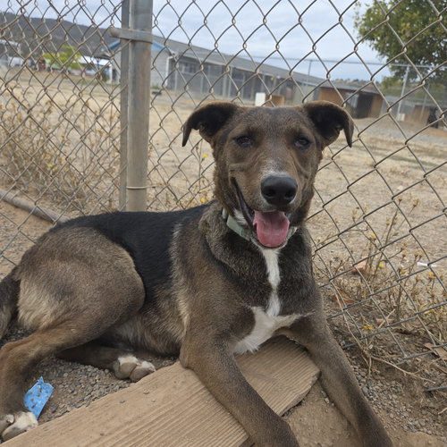 picture of the dog needing adoption