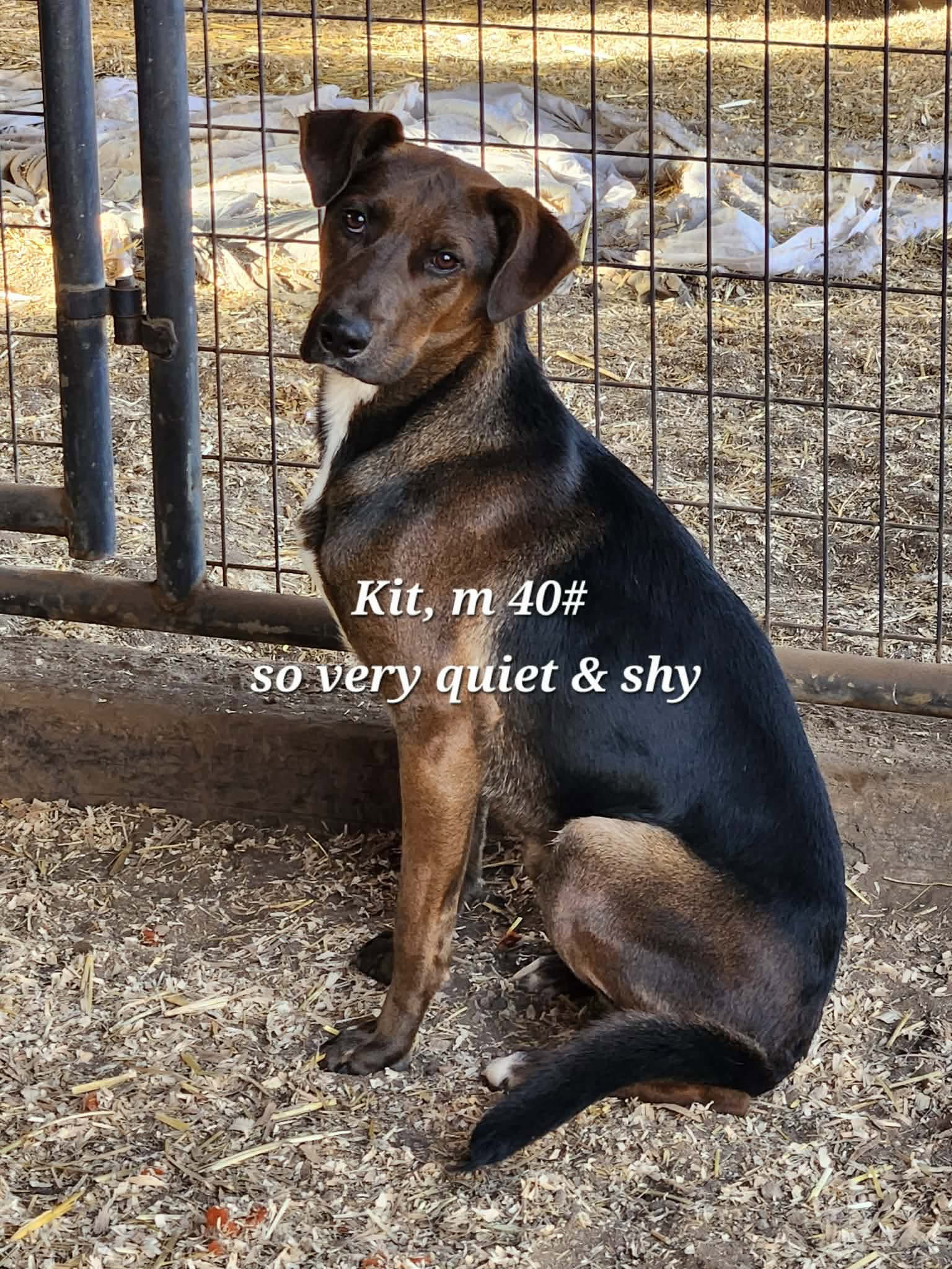 Cattle Dog