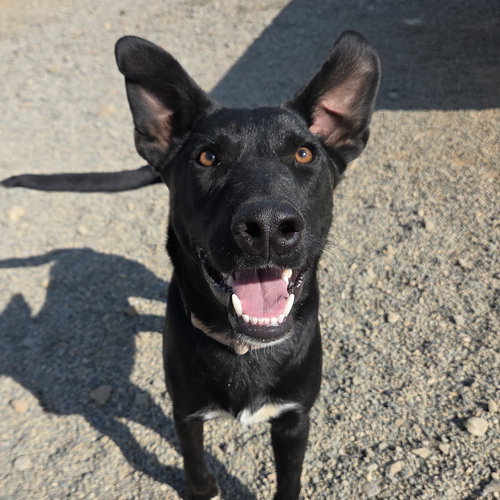 picture of the dog needing adoption