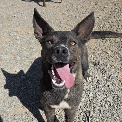 picture of the dog needing adoption
