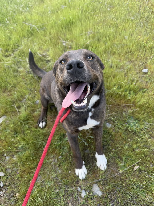 Tommy, an adoptable Australian Cattle Dog in Yreka, CA