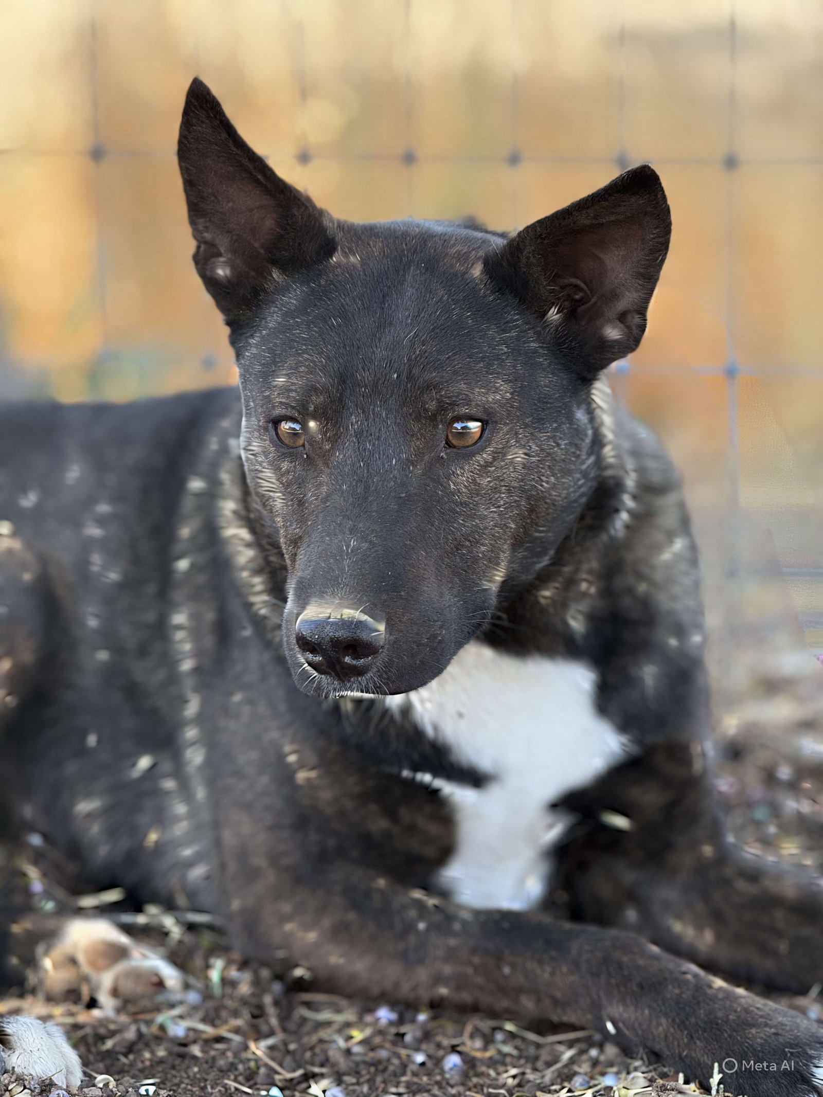 Australian Cattle Dog
