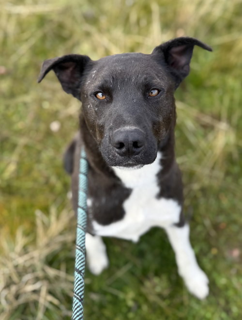 picture of the dog needing adoption