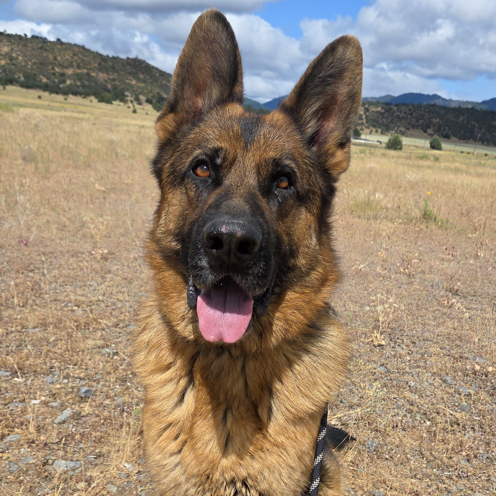 German Shepherd
