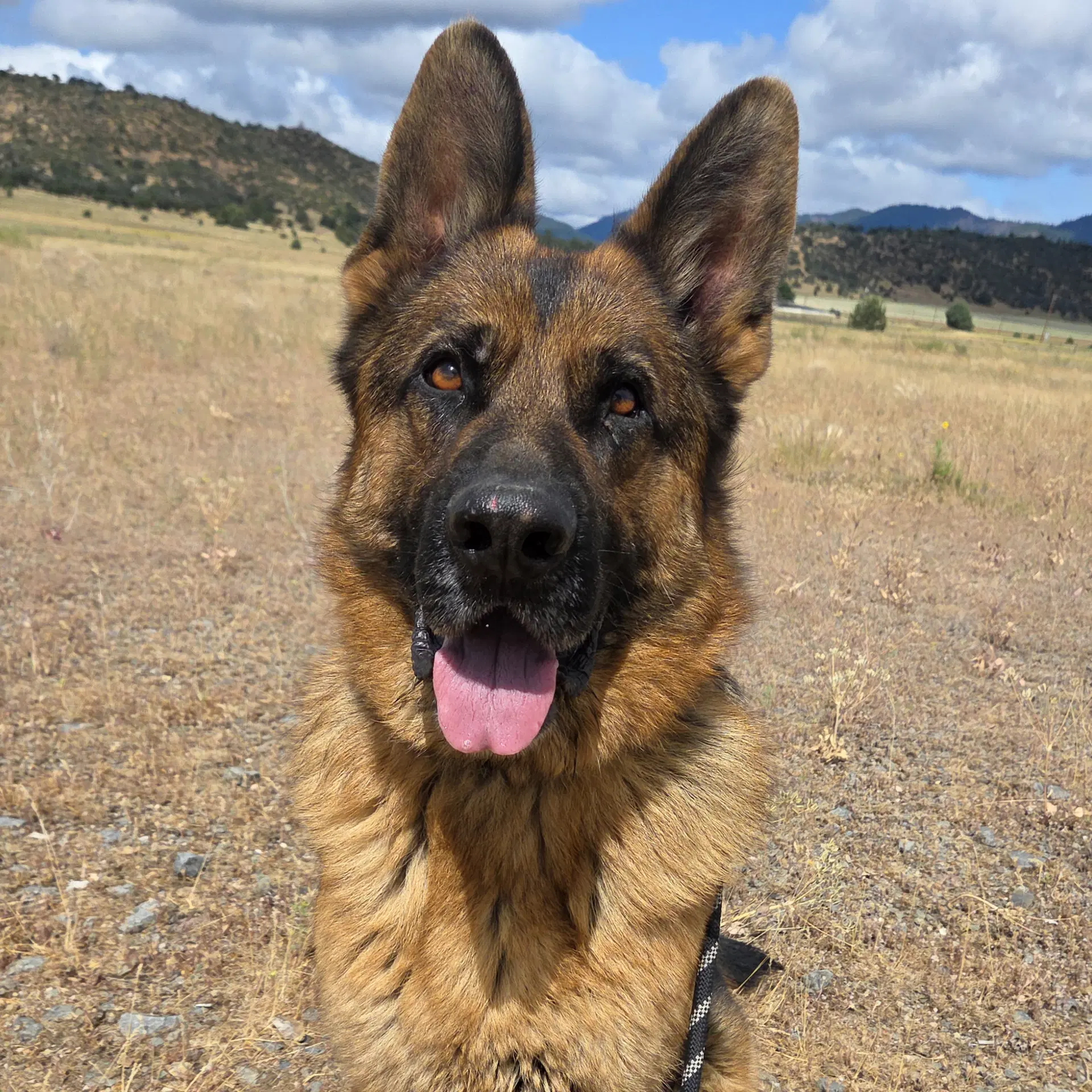 Conrad - German Shepherd Dog