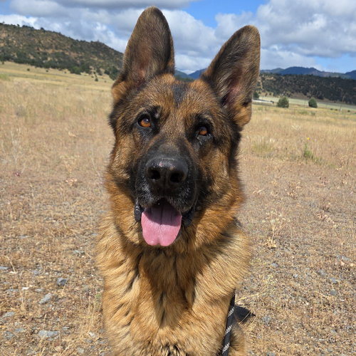 Conrad, an adoptable German Shepherd Dog in Yreka, CA
