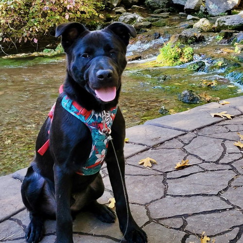 Indigo, an adoptable Australian Shepherd in Yreka, CA