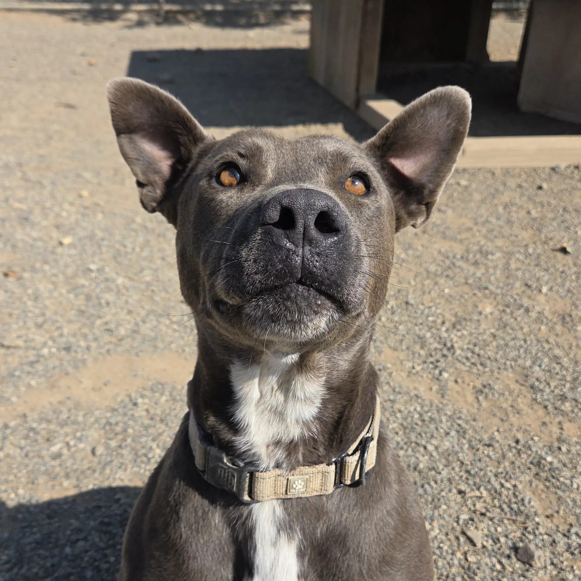 Stewey - Pit Bull Terrier