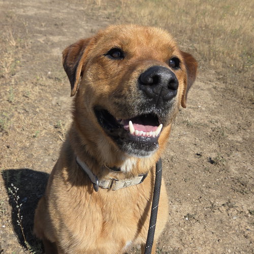 Bogart, an adoptable Chow Chow in Yreka, CA