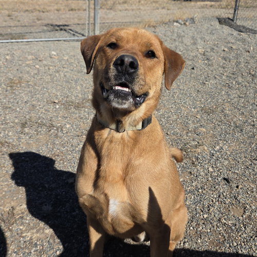 picture of the dog needing adoption