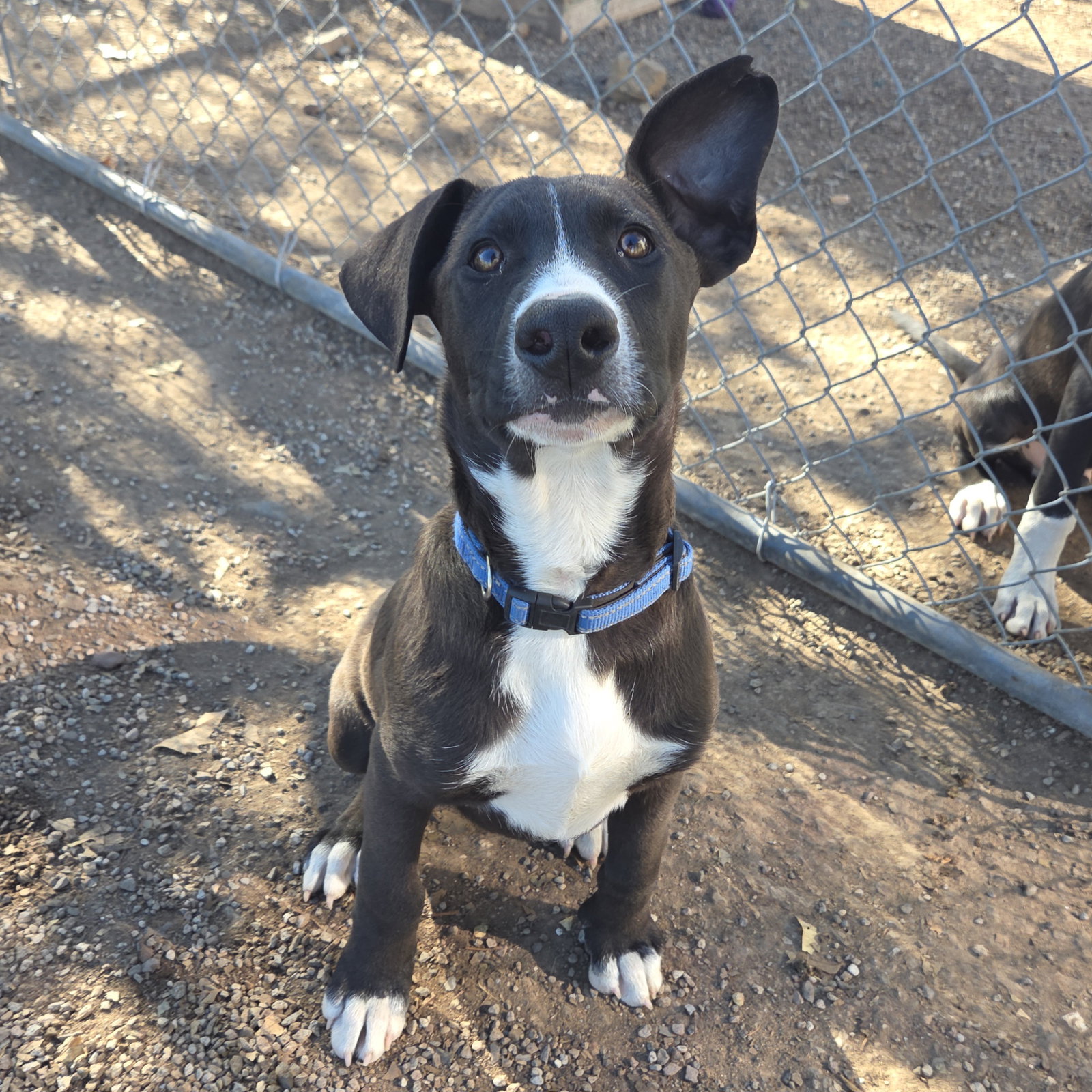 Pit Bull