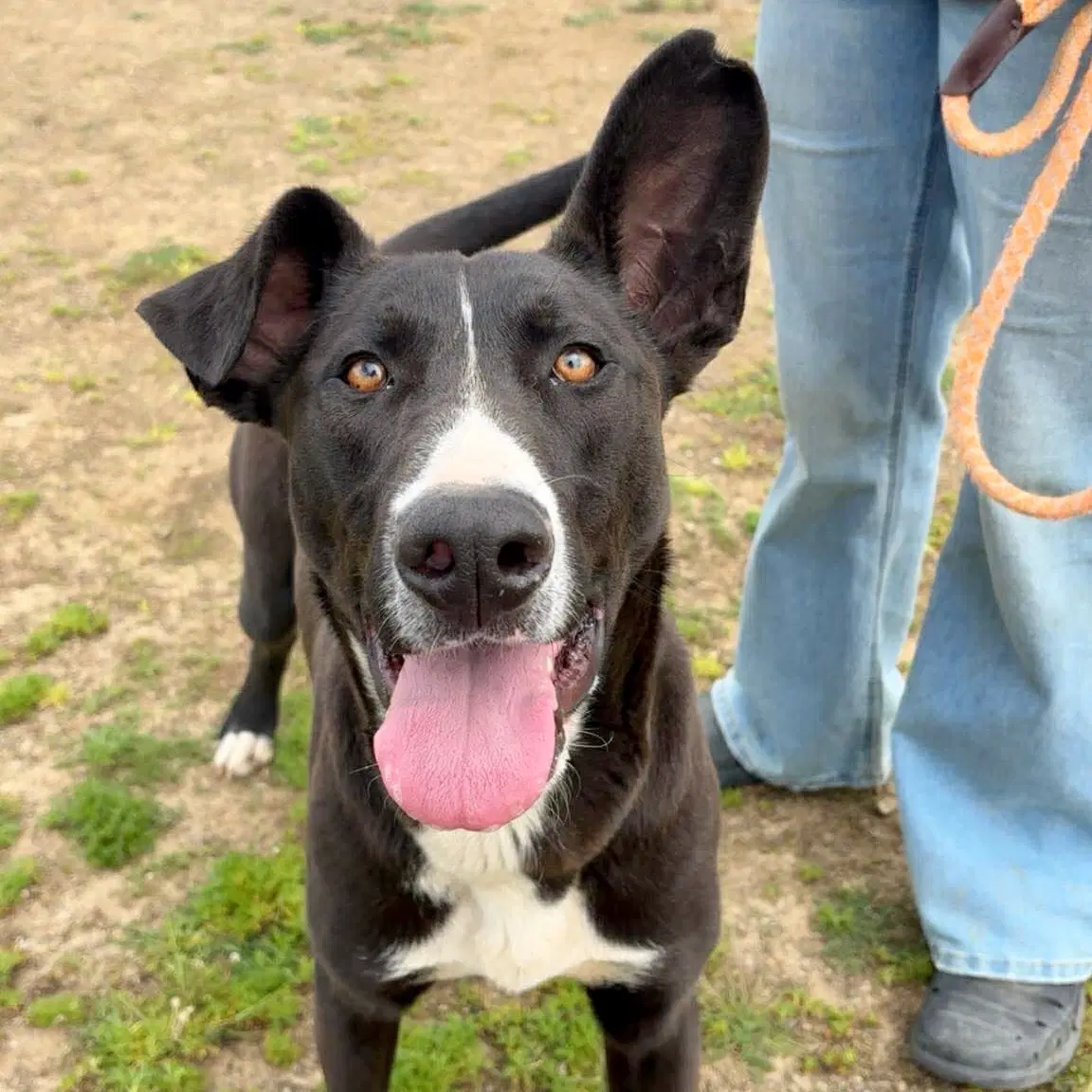 Curtis - Pit Bull Terrier