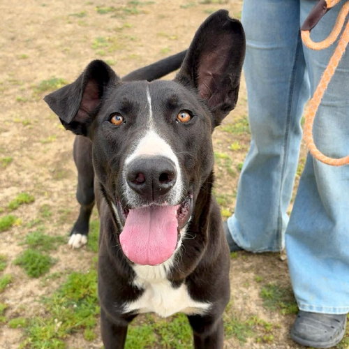 Curtis, an adoptable Pit Bull Terrier in Yreka, CA