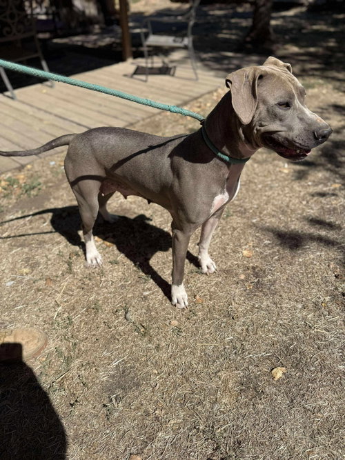 Marley, photo 10