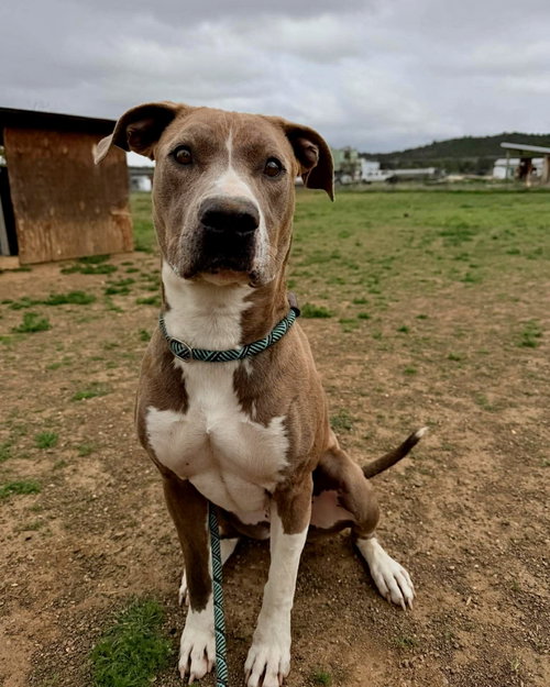 Marley, photo 5