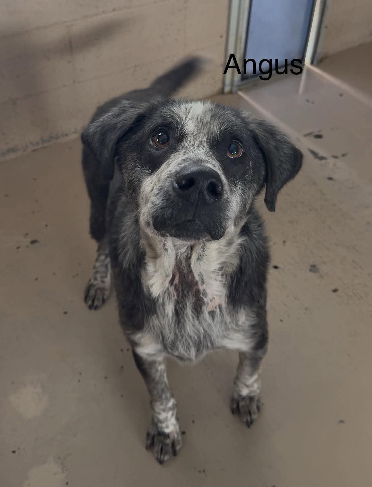 Angus