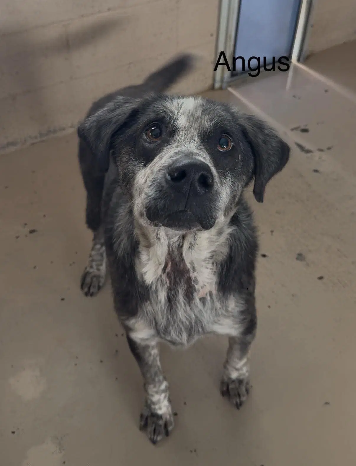 Angus image 4