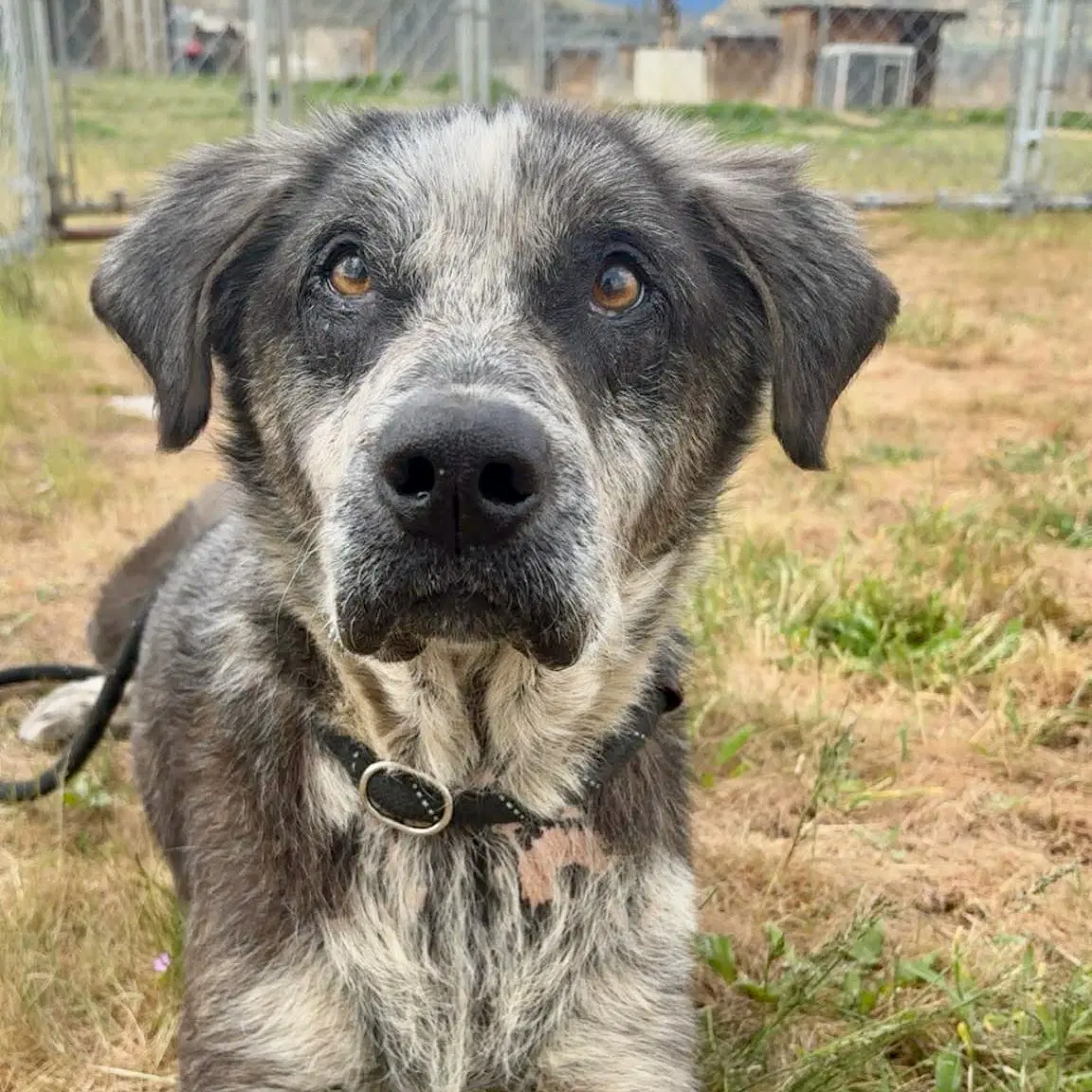 Angus - Hound