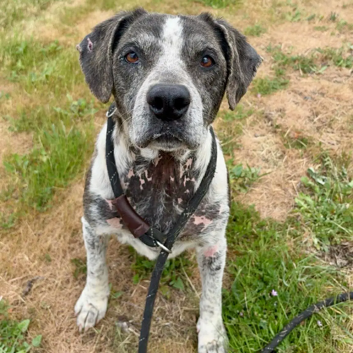 Rosa - Hound