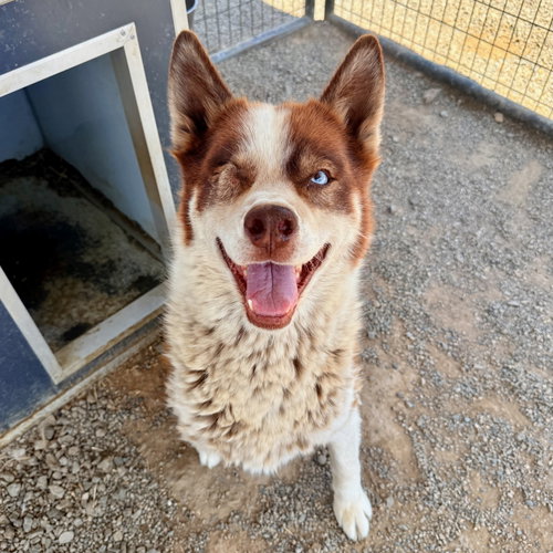 Comet, a dog for adoption from Rescue Ranch