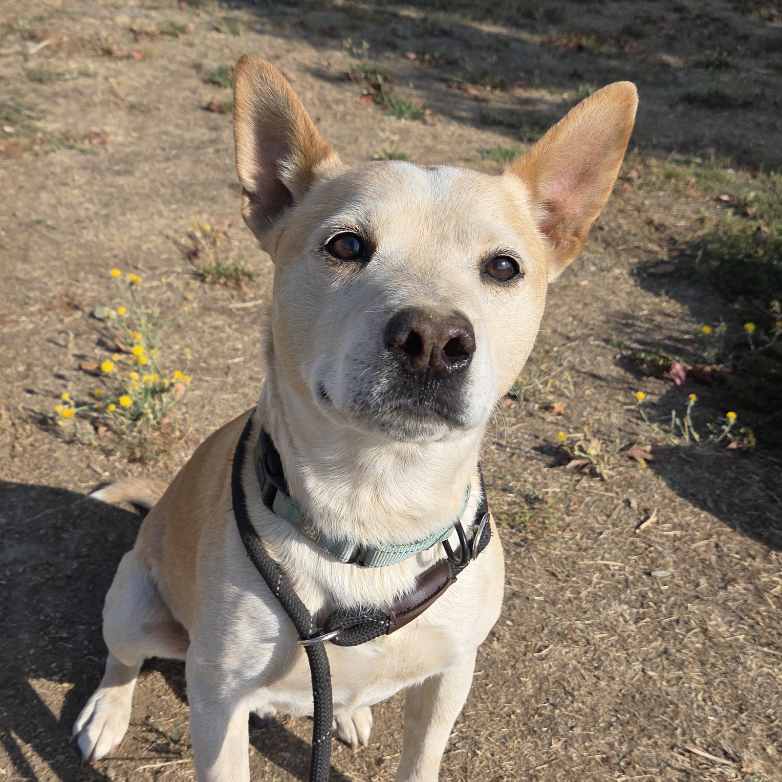 Queensland Heeler
