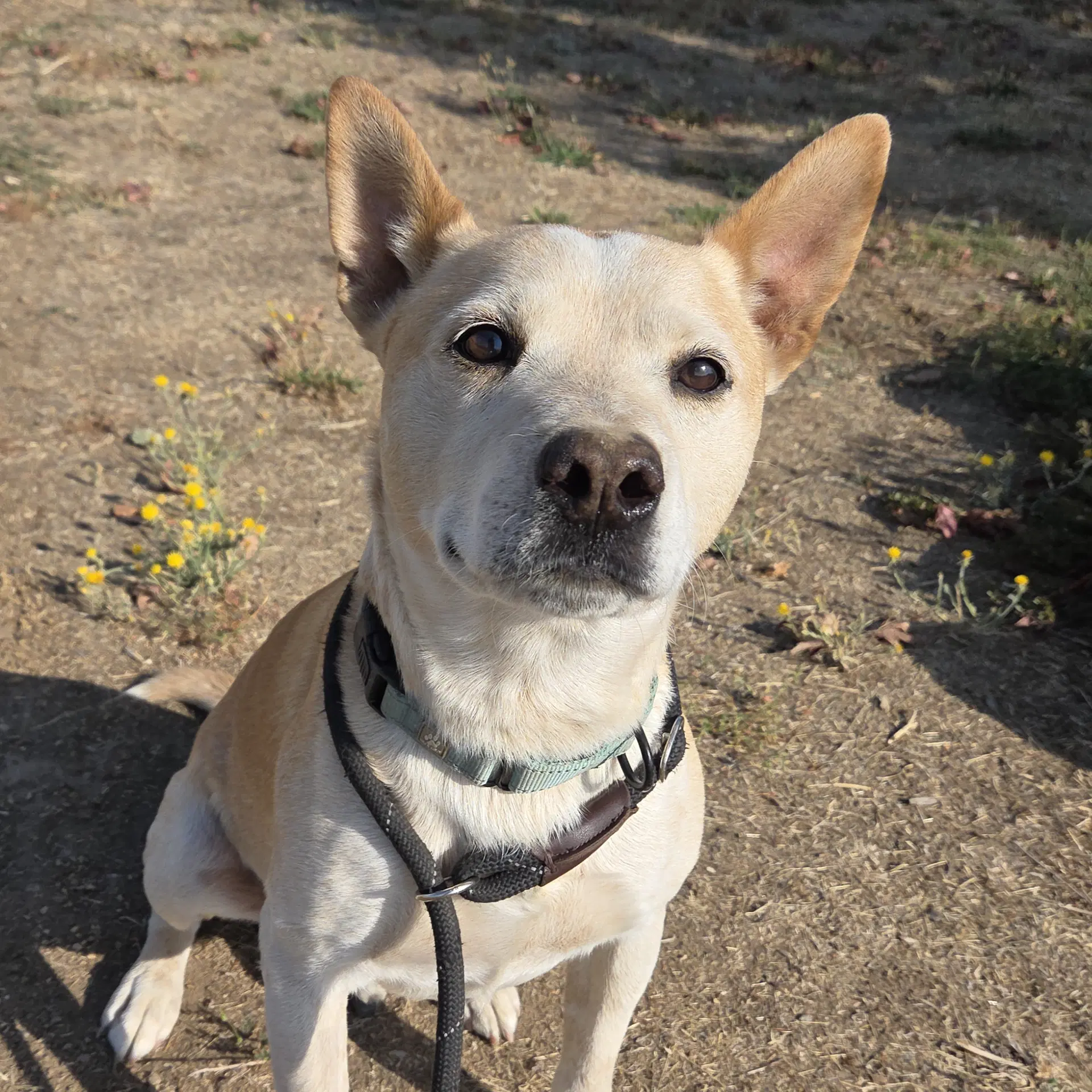 Buster - Queensland Heeler