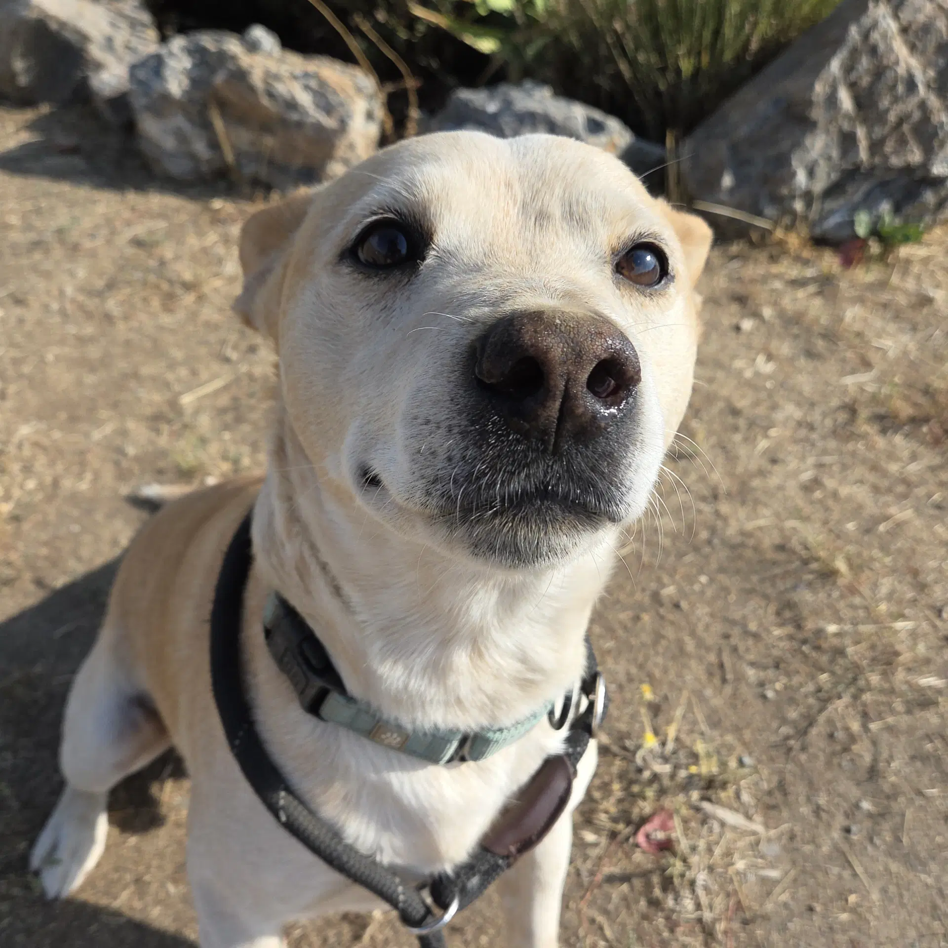 Buster image 2