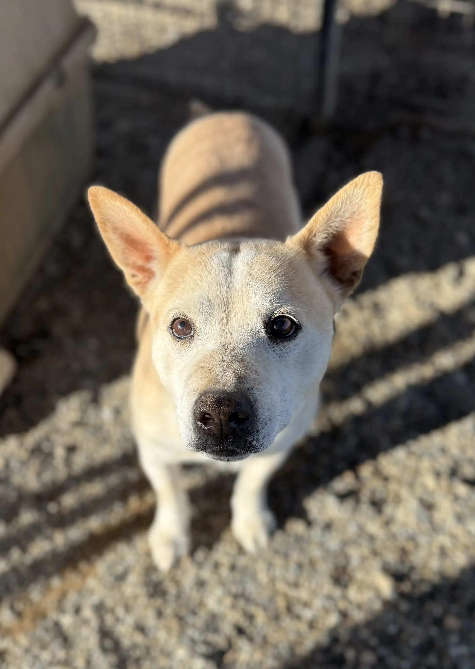 Buster image 3