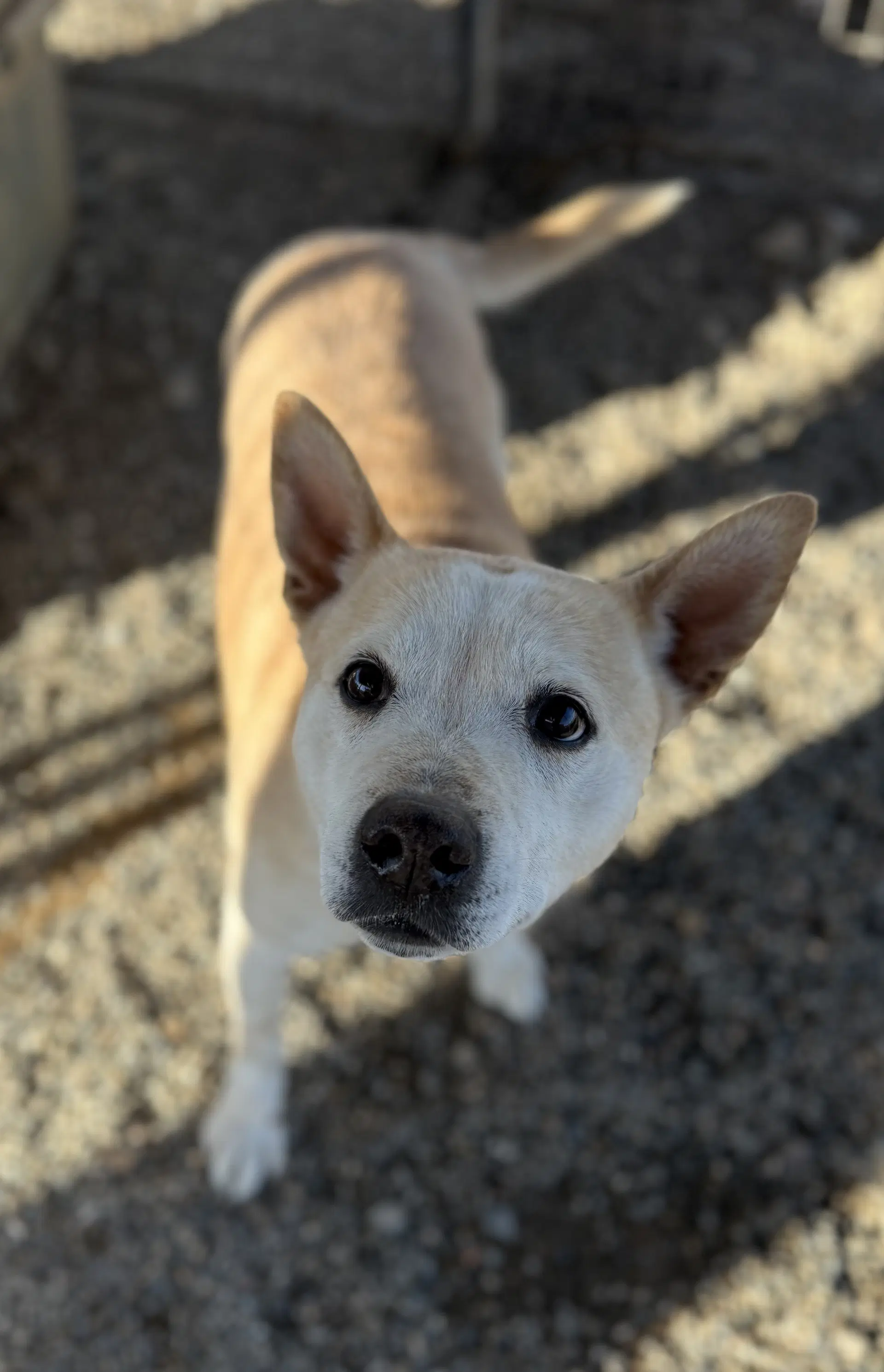 Buster image 4