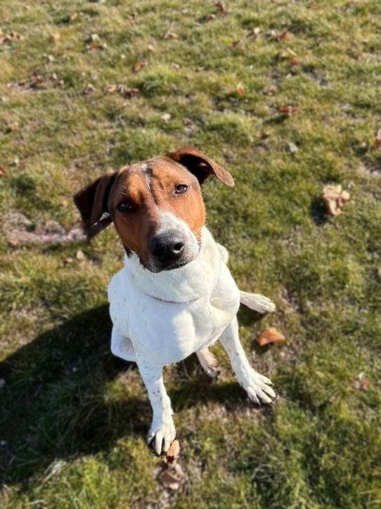 Pointer