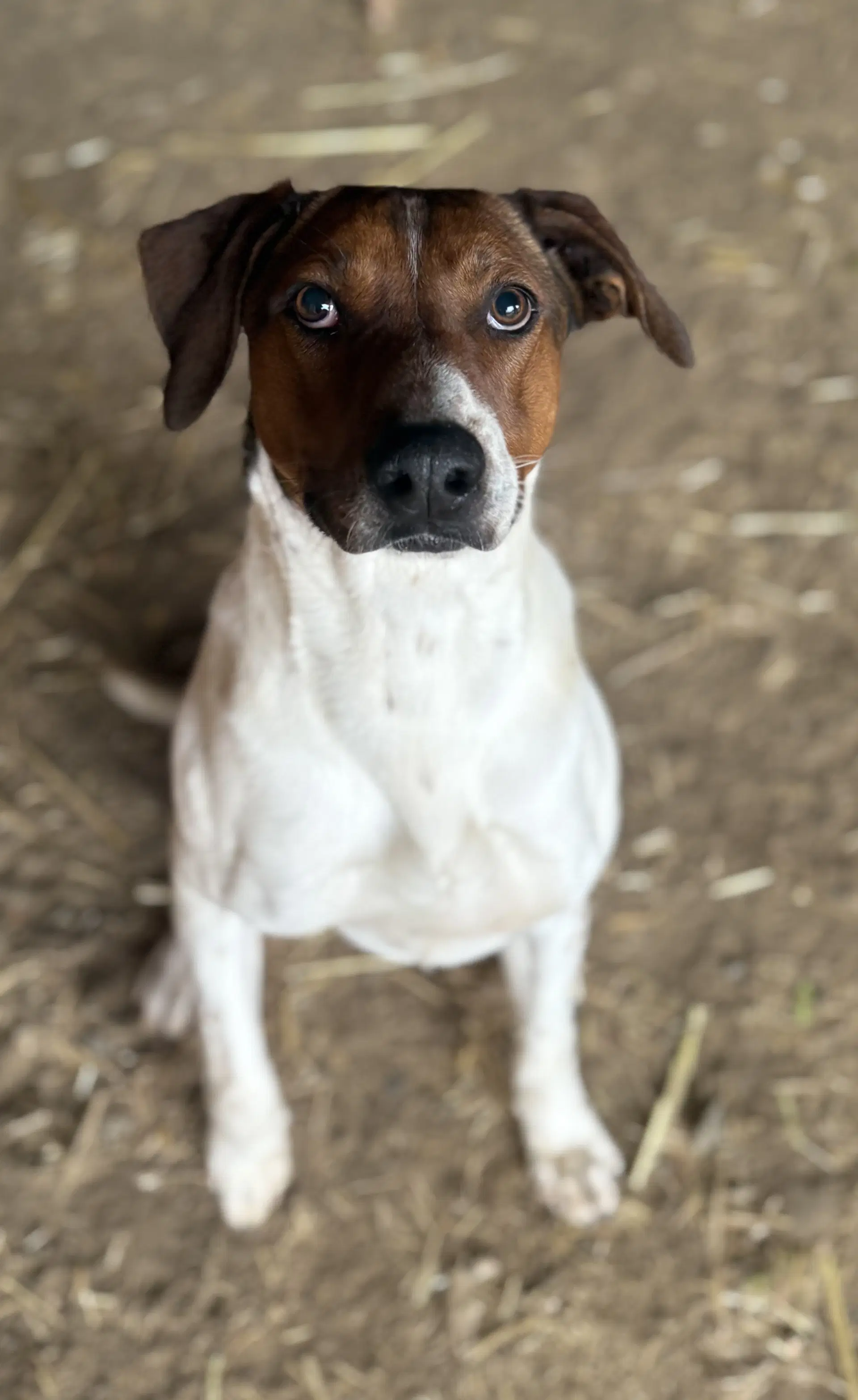 Sprocket image 2