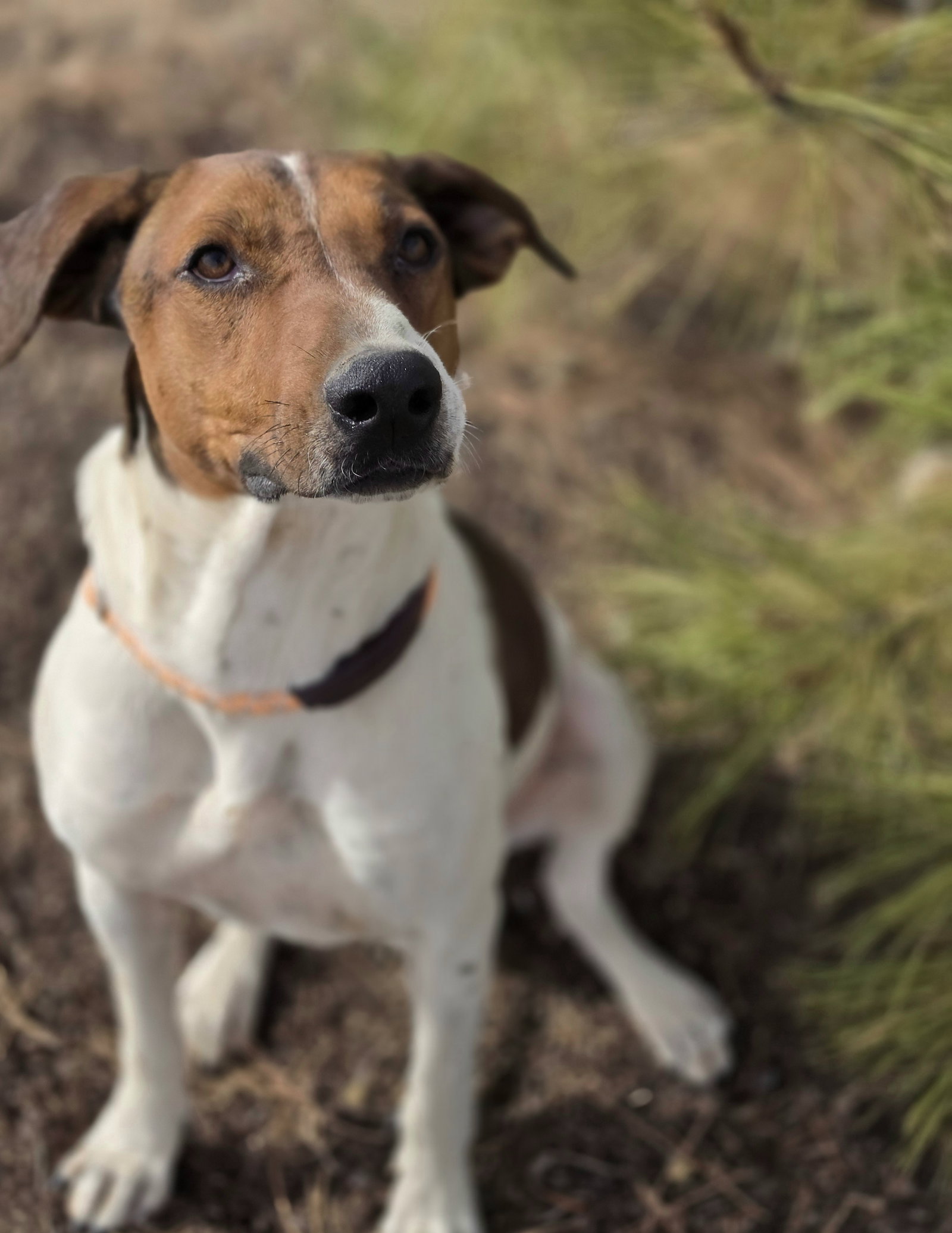 Sprocket, photo 2