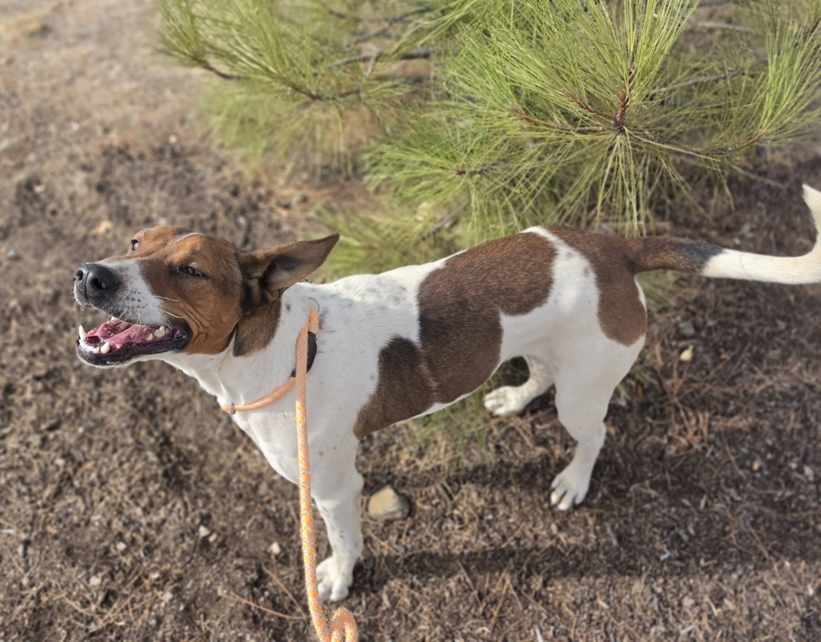 Sprocket, photo 3