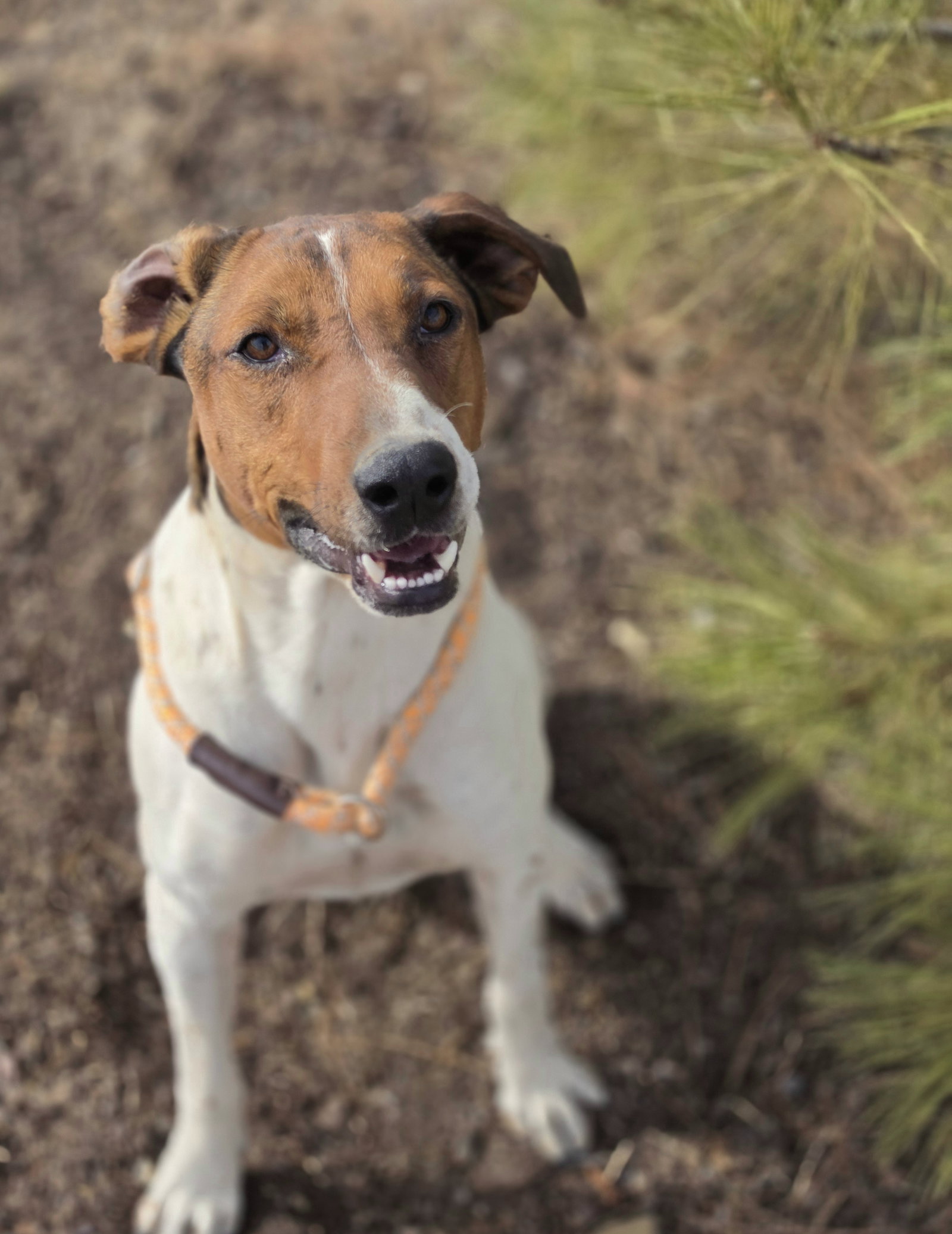 Sprocket, photo 4
