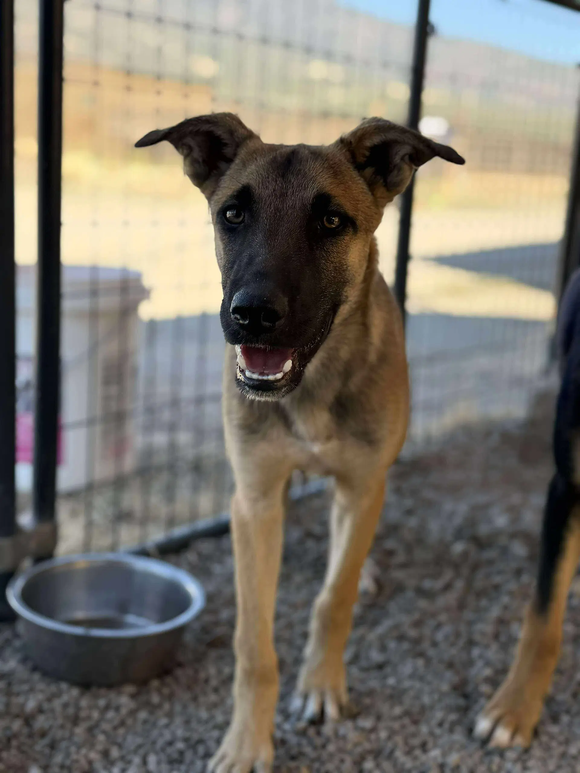 Zippy - Australian Kelpie